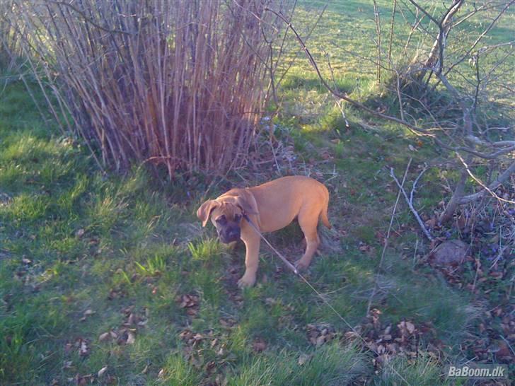 Boerboel Thor billede 3