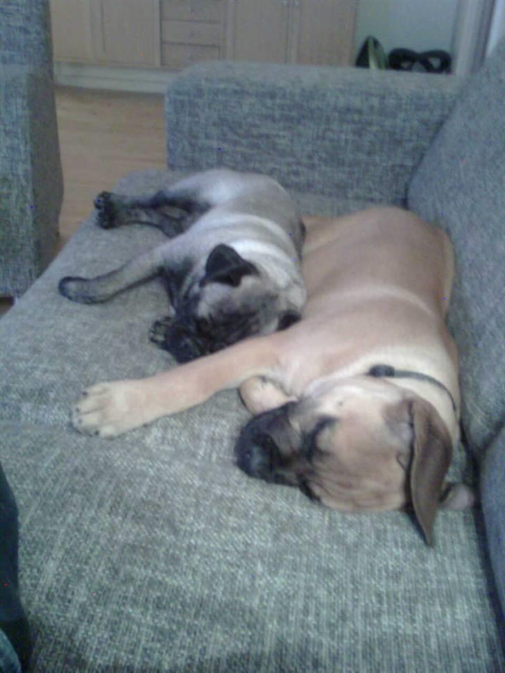 Boerboel Thor billede 4