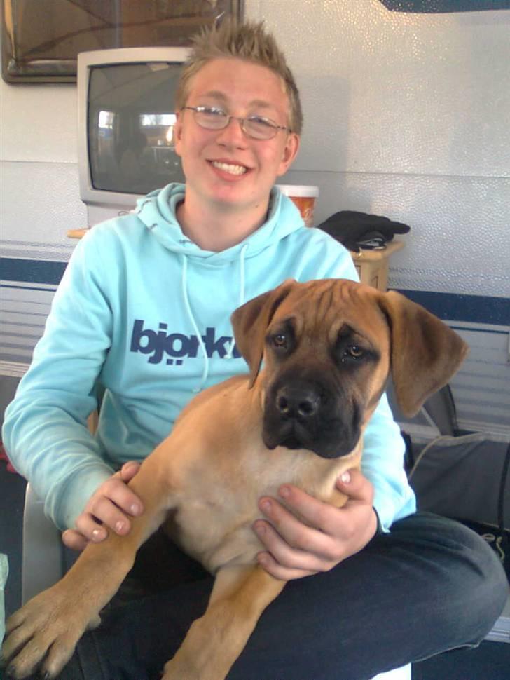 Boerboel Thor billede 5