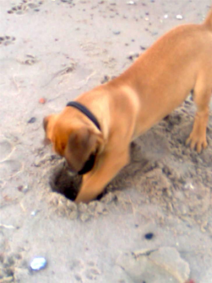 Boerboel Thor billede 6