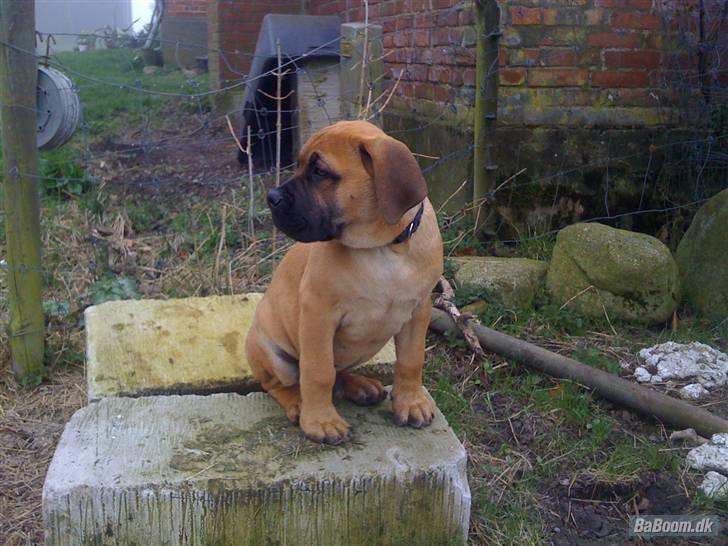 Boerboel Thor billede 7