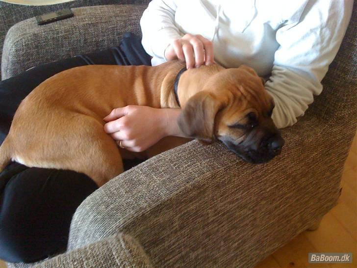 Boerboel Thor billede 8
