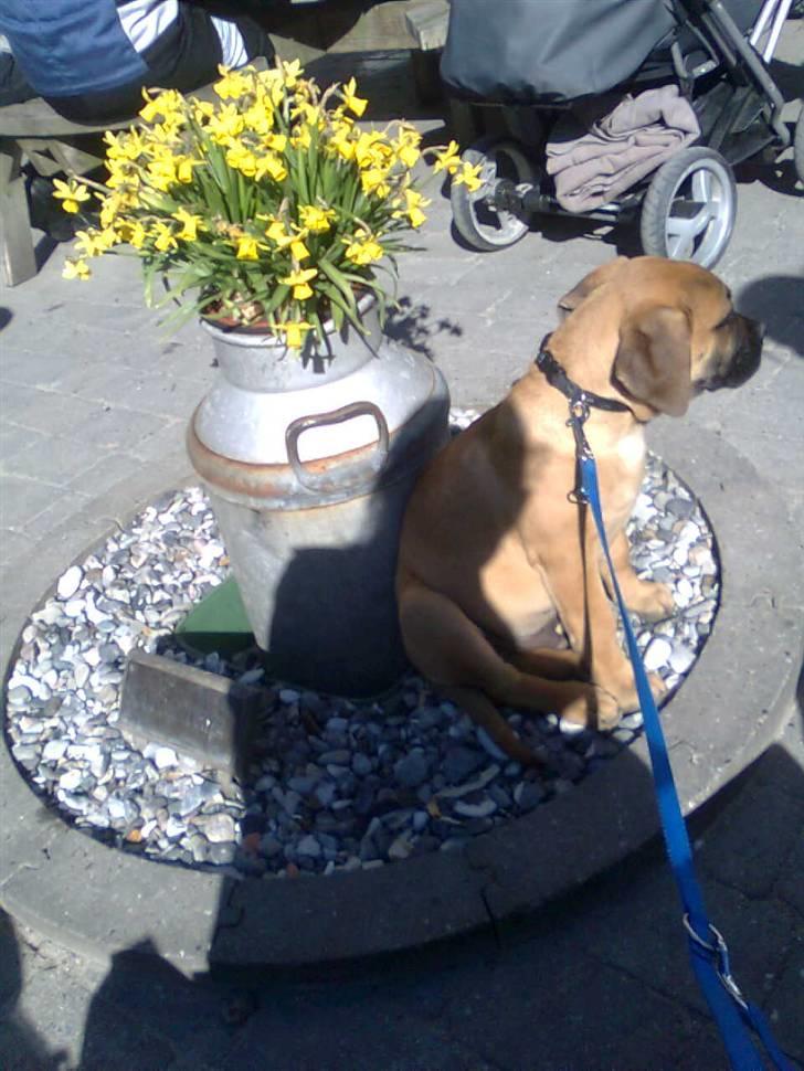 Boerboel Thor billede 9