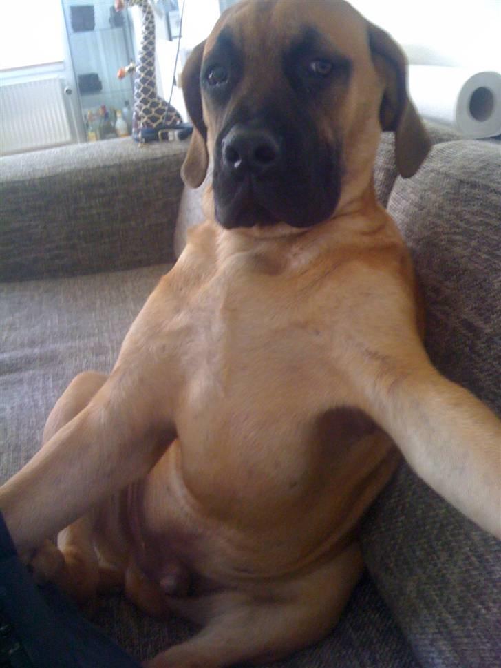 Boerboel Thor billede 10