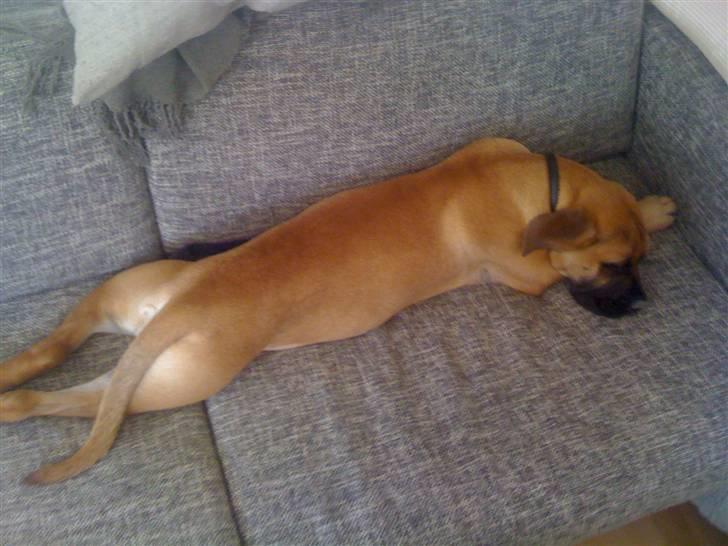 Boerboel Thor billede 11