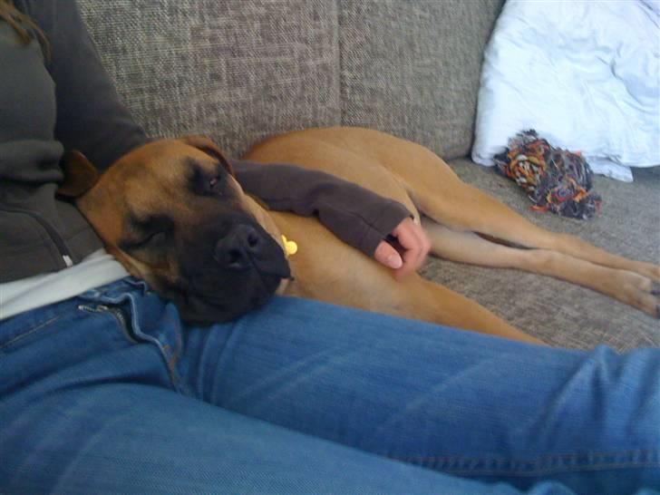 Boerboel Thor billede 12