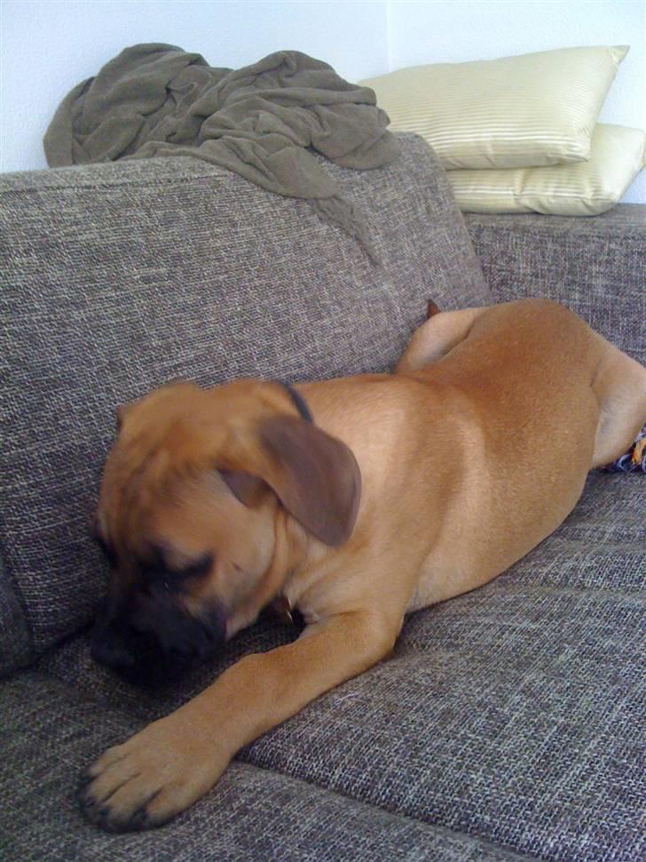 Boerboel Thor billede 13