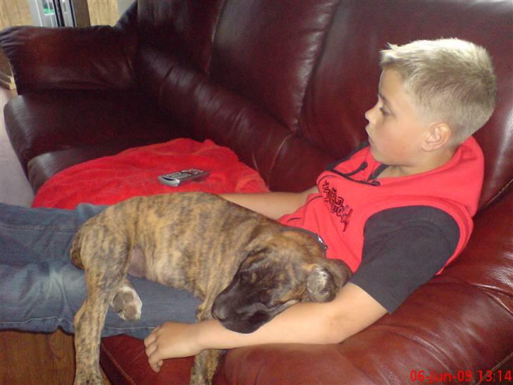 Blanding af racer Ozzy - Det er godt med en ven. billede 12