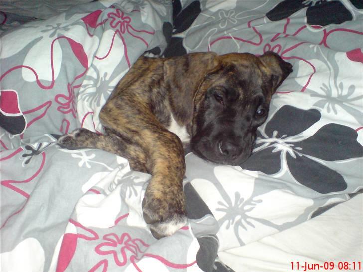 Blanding af racer Ozzy - Billedet taler vidst for sig selv. billede 13