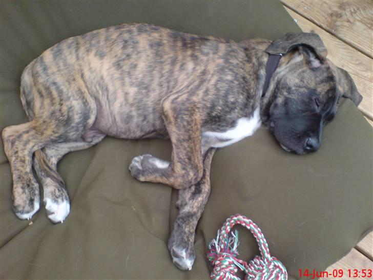 Blanding af racer Ozzy - Efter en del leg skal der soves. billede 14