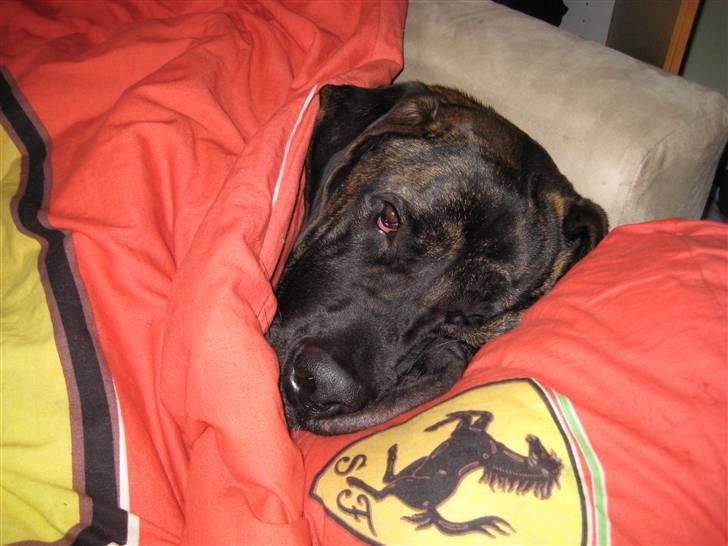 Blanding af racer Ozzy - Man er vel stadig en baby. billede 15