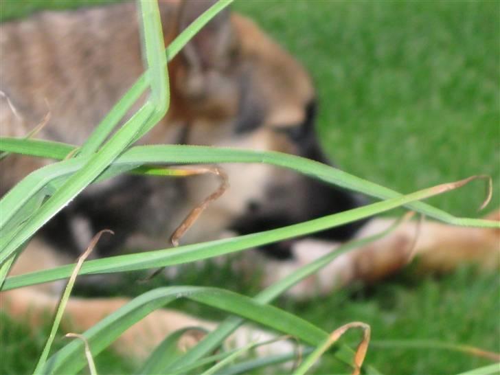 Blanding af racer Coda <'3 billede 1