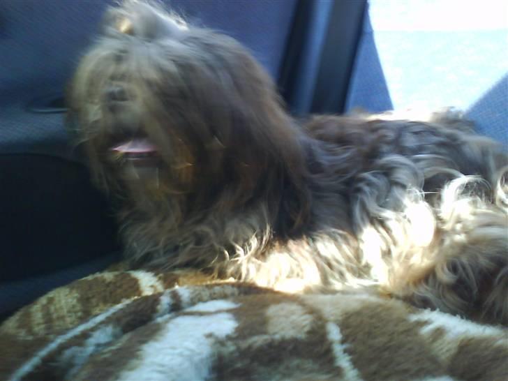 Shih tzu Ludwig. RIP ! - Så lad gå da :S billede 9