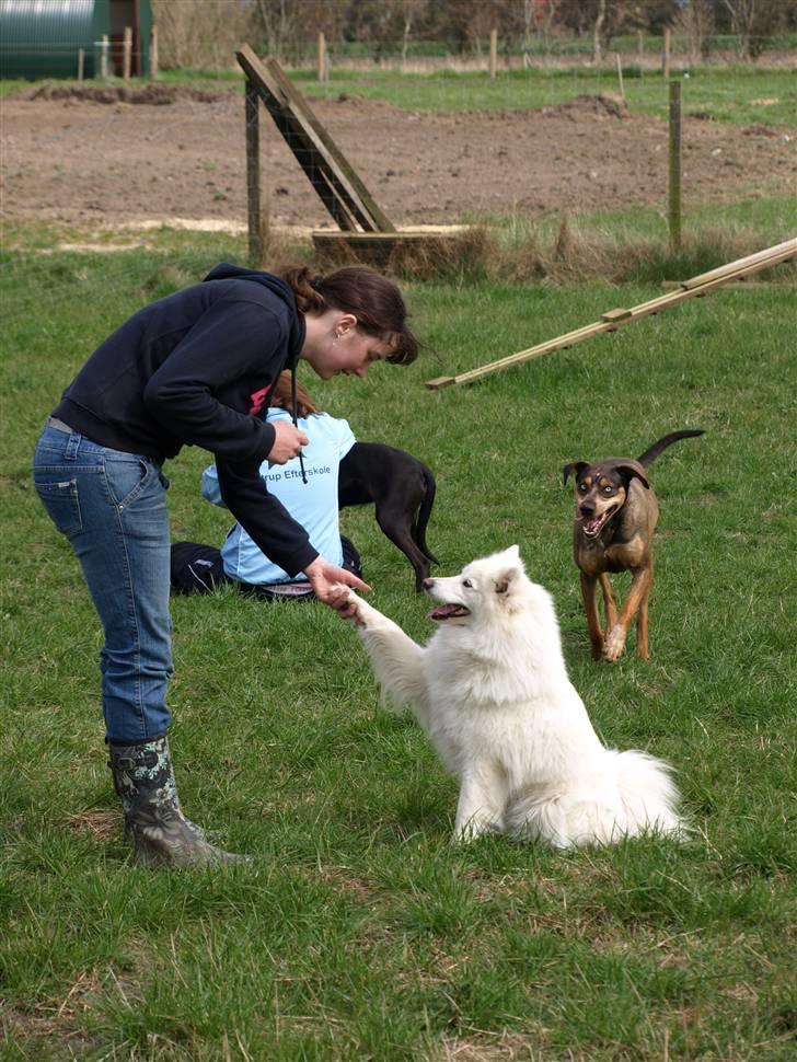 Dansk Spids Nikka - Elsker den lille pelstrold.. <3        foto: Mette Bendt billede 9