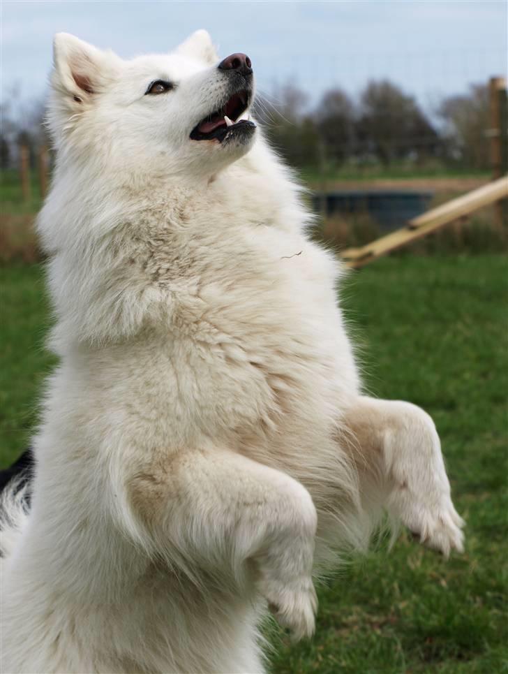 Dansk Spids Nikka - Charmetrolden,, <3               Foto: Mette Bendt billede 10