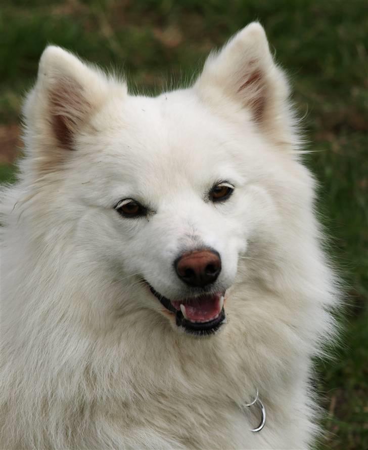 Dansk Spids Nikka - Nikka <3    April 2009       Foto: Mette Bendt. billede 11