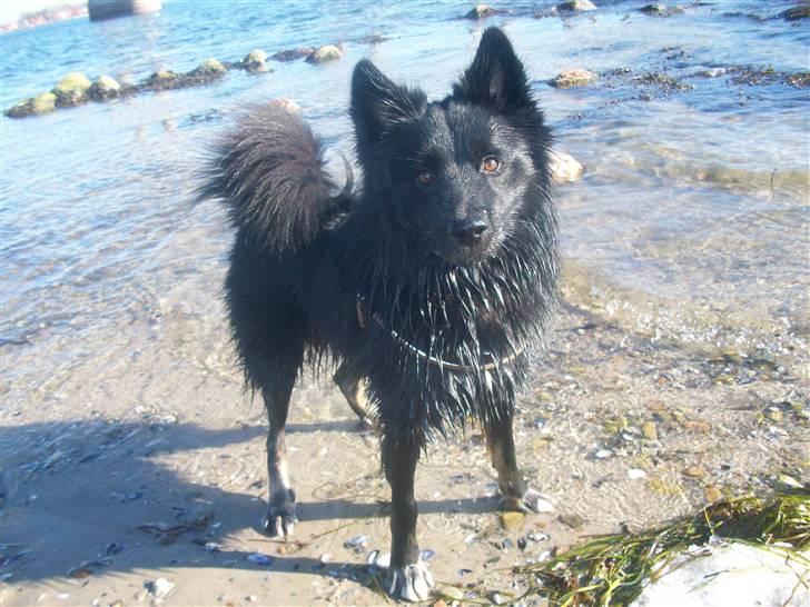 Islandsk fårehund TOFTEDALS KILJAN  ! <3 min bedste ven :')   - Marts 2011 !! 

Min stjerne ! :') 

 billede 2