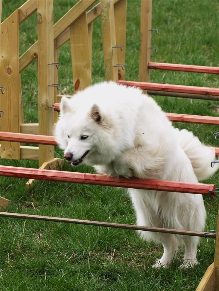 Dansk Spids Nikka - Agility - Fremsendelse,  April 2009         Foto: Mette Bendt. billede 12