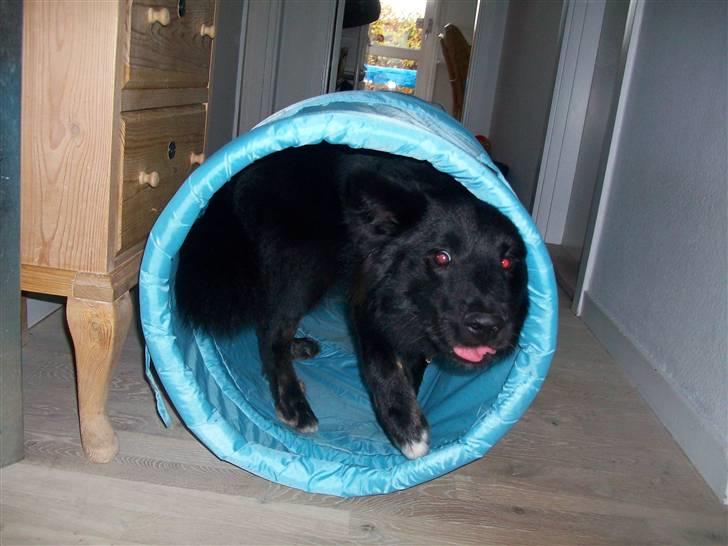 Islandsk fårehund TOFTEDALS KILJAN  ! <3 min bedste ven :')   - Fjolle dyr ! 

Bassen i en nødeskald ! :D  billede 7