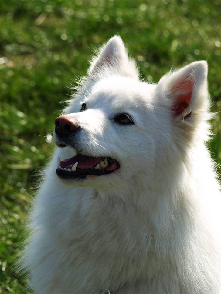 Dansk Spids Nikka - Min glade lille pige, Mors charmetrold.. <3 :´) billede 13