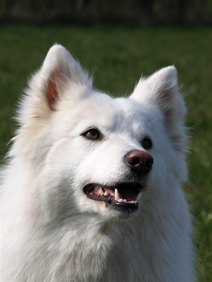 Dansk Spids Nikka - Nikka i Profil <3      Foto: Mette Bendt billede 1