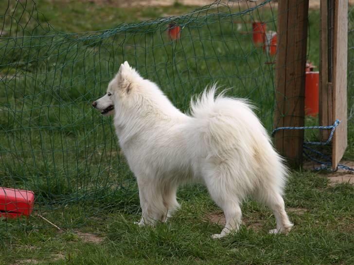 Dansk Spids Nikka - Nikka fik øje på mig som går på den anden side :´)     Foto: Mette Bendt billede 14