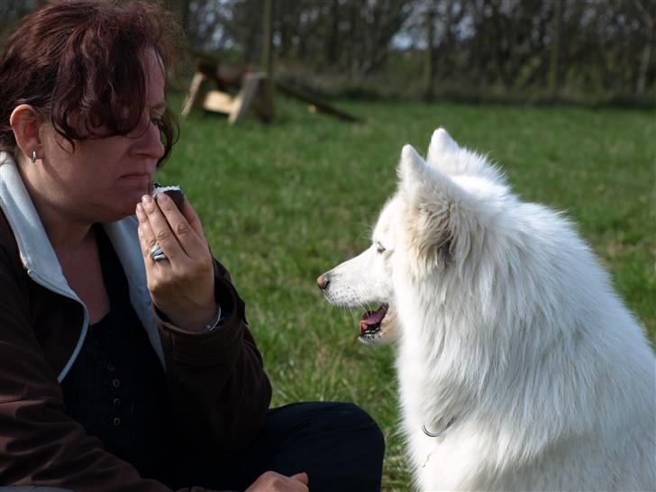 Dansk Spids Nikka - Nikka er rigtig social, og hun elsker at dele...       Foto: Mette Bendt. billede 15