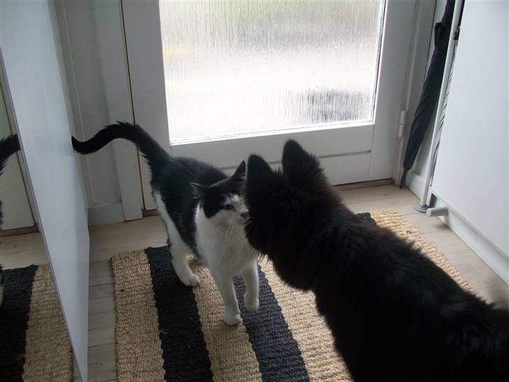 Islandsk fårehund TOFTEDALS KILJAN  ! <3 min bedste ven :')   - Kiljan & min kat Jerry får sig lige en lille snak <3 billede 8