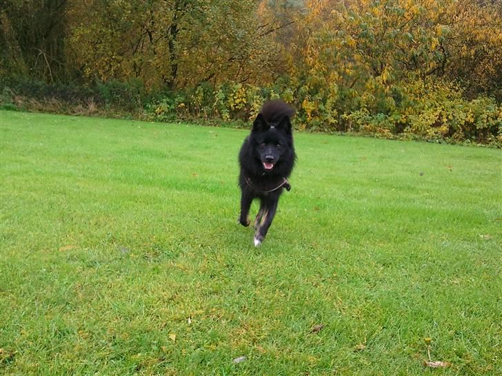 Islandsk fårehund TOFTEDALS KILJAN  ! <3 min bedste ven :')   - Elsker at være på gym :D <3  billede 10