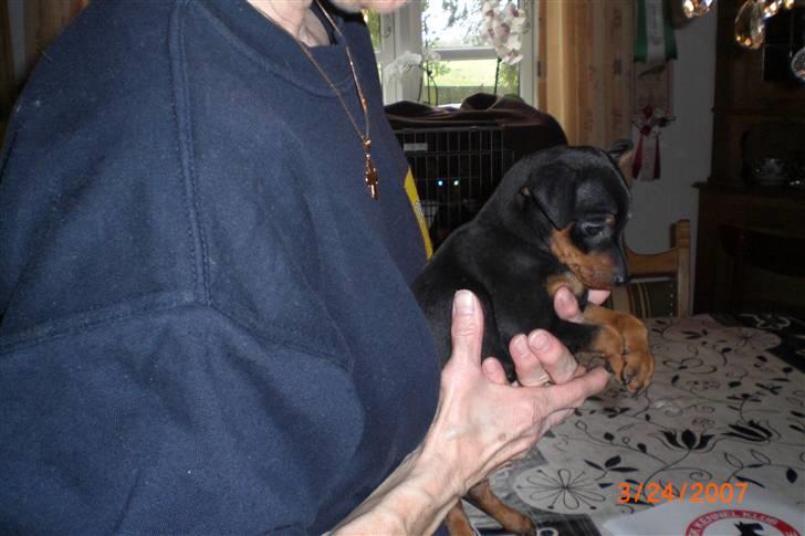 Dvaergpinscher Cookie - Vedhauge Malou - 8 uger og klar til afhentning :-) billede 5