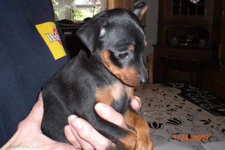 Dvaergpinscher Cookie - Vedhauge Malou - 8 uger billede 6