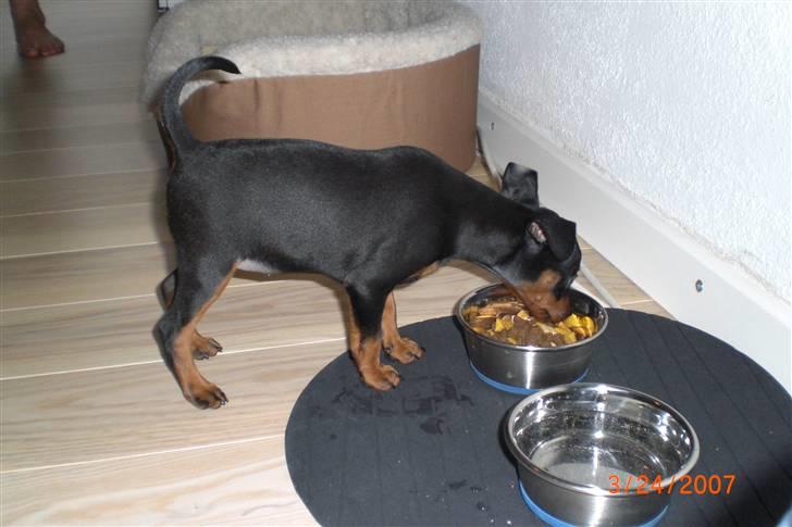 Dvaergpinscher Cookie - Vedhauge Malou - Cookie undersøger sit nye hjem billede 7