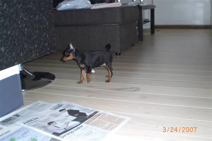 Dvaergpinscher Cookie - Vedhauge Malou - Cookie undersøger sit nye hjem billede 8