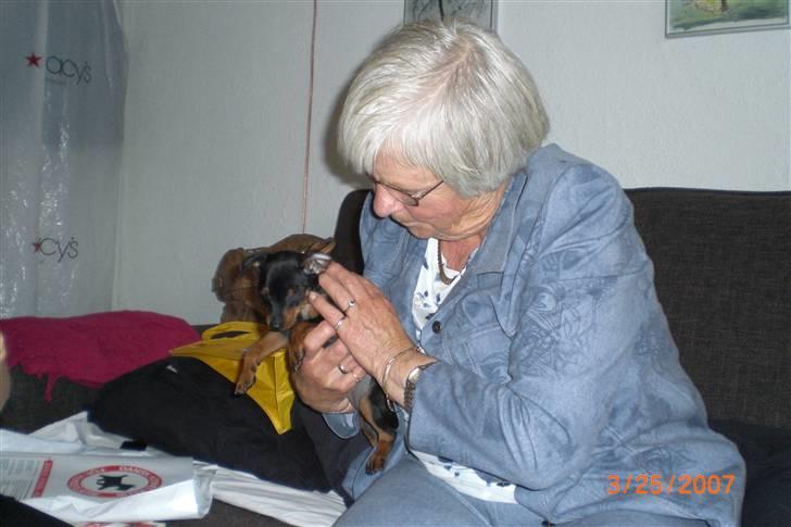 Dvaergpinscher Cookie - Vedhauge Malou - Hilser på farmor <3 billede 9