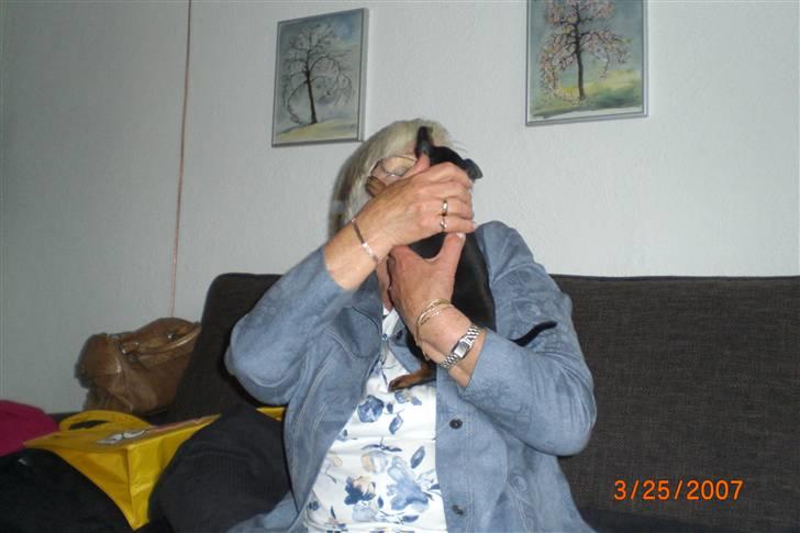 Dvaergpinscher Cookie - Vedhauge Malou - Overfalder lige den ældre dame ;-) billede 10