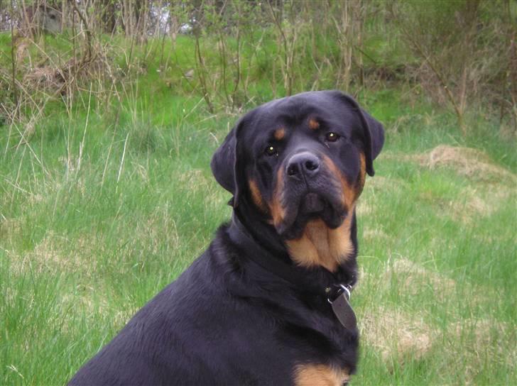 Rottweiler Athos billede 1