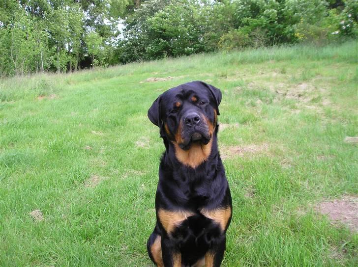 Rottweiler Athos billede 2