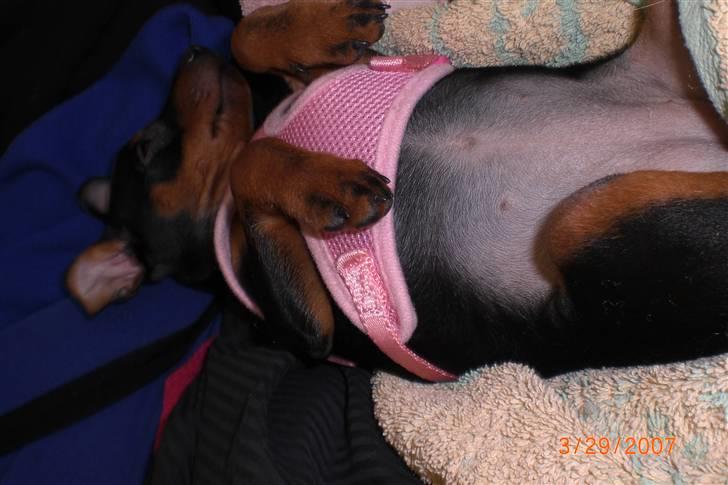 Dvaergpinscher Cookie - Vedhauge Malou - Tøsen tager sig lige en slapper.. hehe billede 11