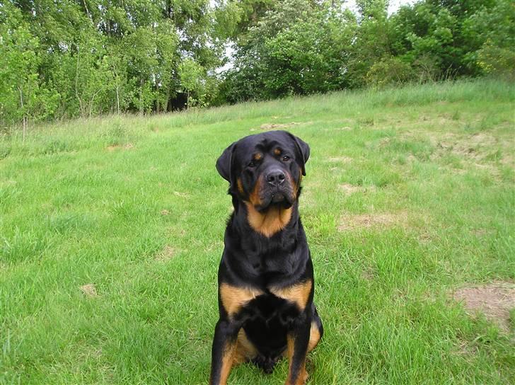 Rottweiler Athos billede 3