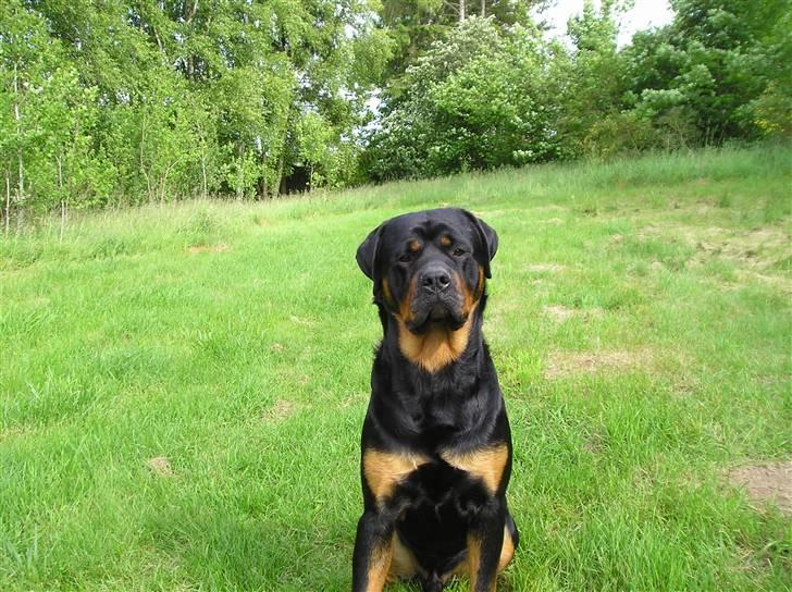 Rottweiler Athos billede 4