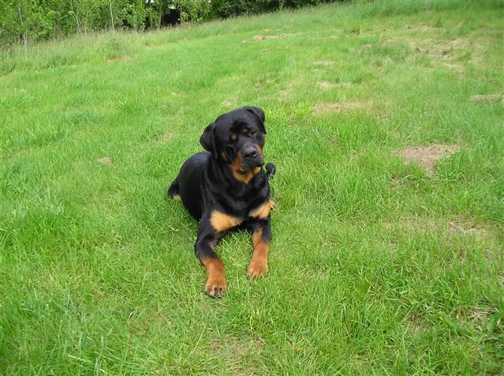 Rottweiler Athos billede 5