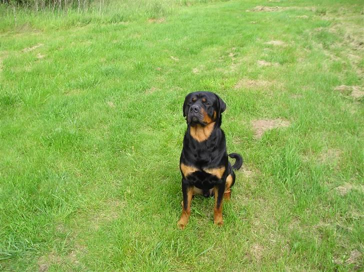 Rottweiler Athos billede 6