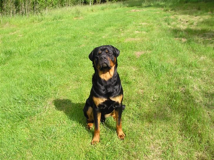 Rottweiler Athos billede 7