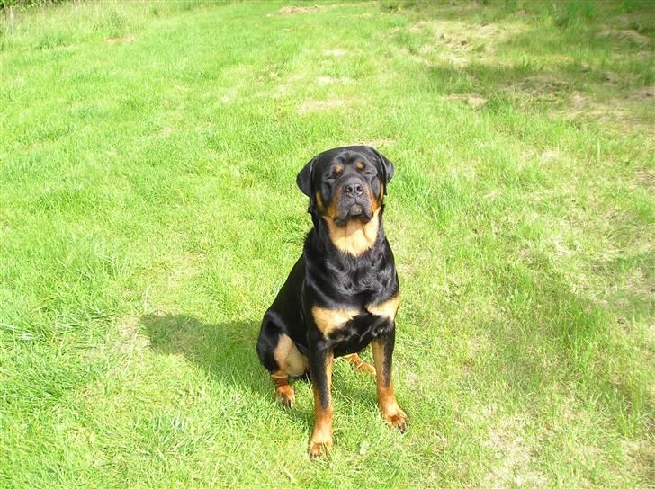 Rottweiler Athos billede 8