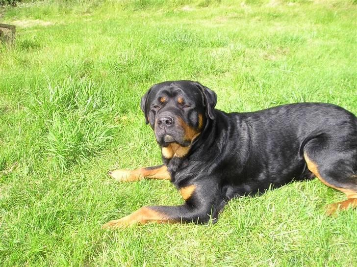 Rottweiler Athos billede 9