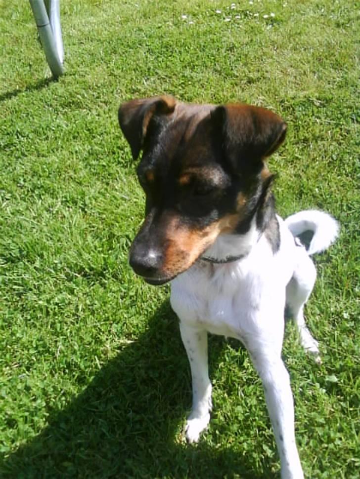 Dansk svensk gaardhund Bastian billede 17