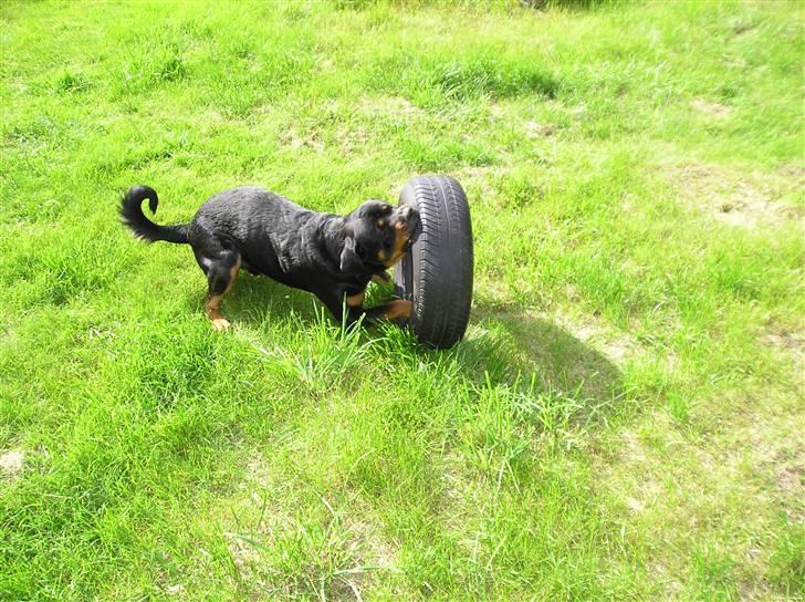 Rottweiler Athos billede 10