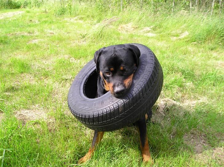 Rottweiler Athos billede 11