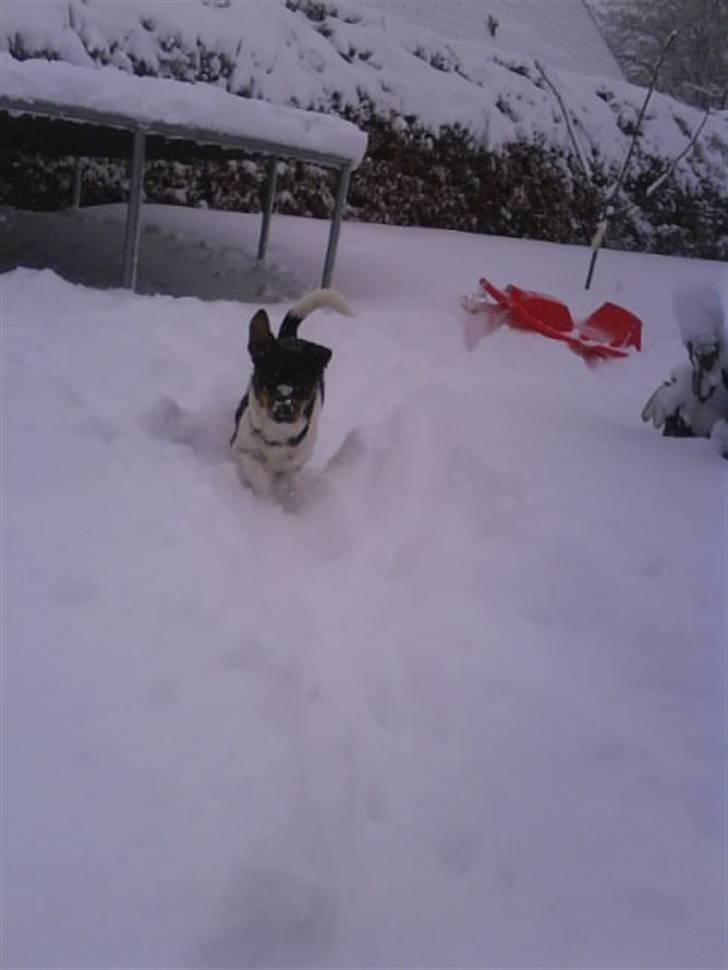 Dansk svensk gaardhund Bastian billede 18