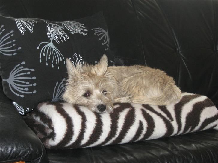 Cairn terrier Bailey billede 15